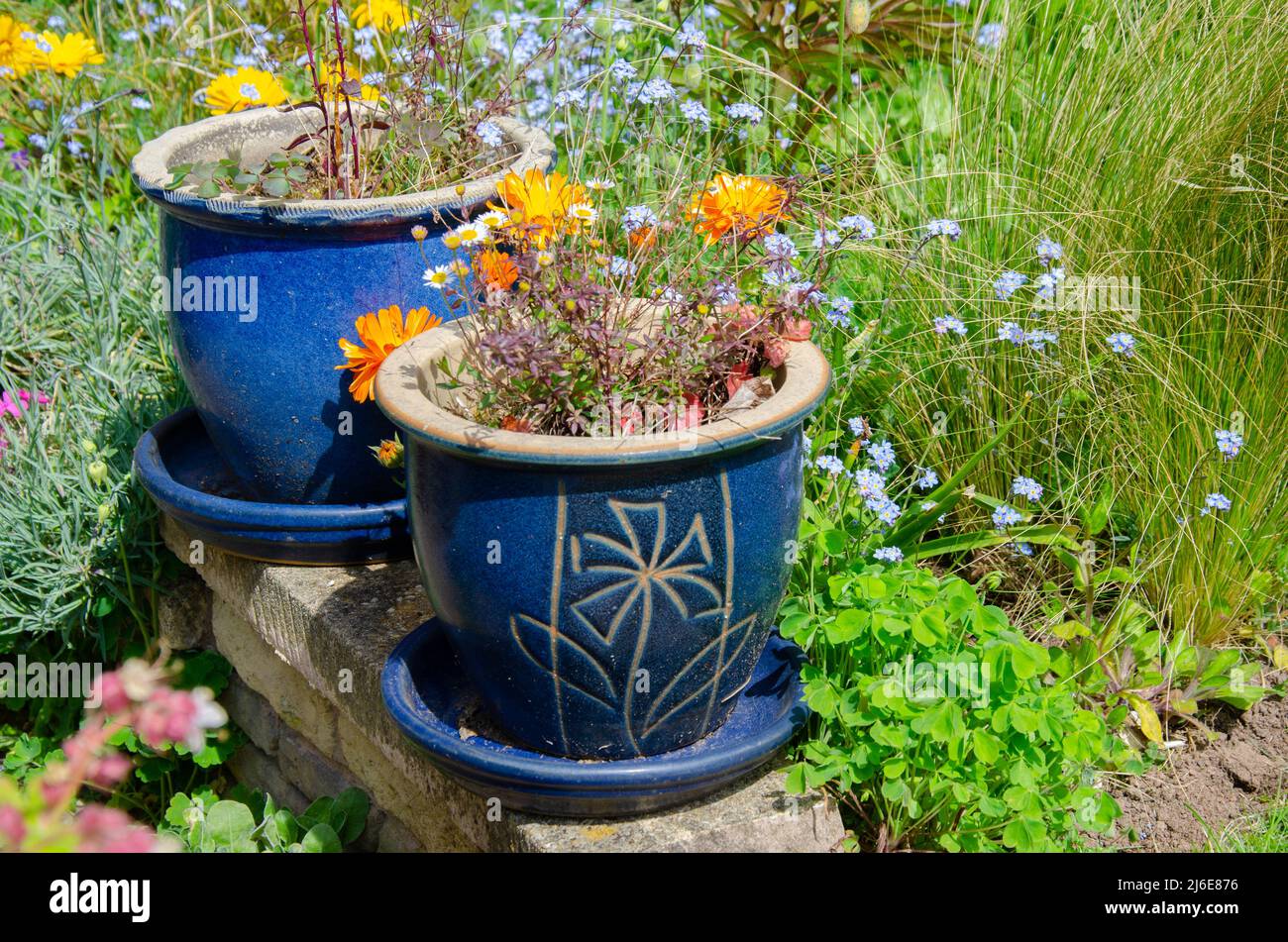 Ein paar blaue Keramiktöpfe an einer Gartenwand, die durch Bepflanzung umgeben ist, bilden einen interessanten Brennpunkt im Garten. Stockfoto