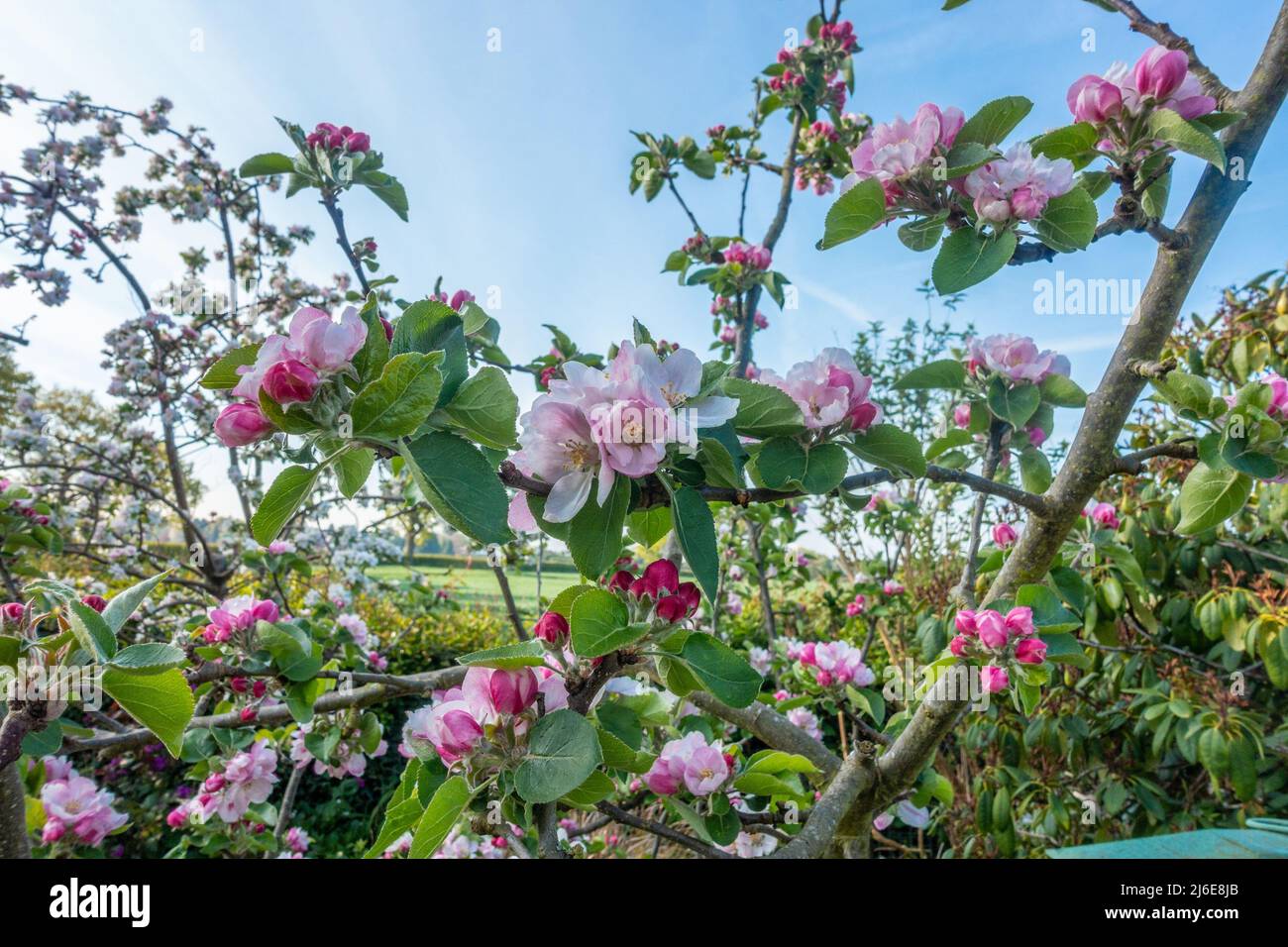 Weißer und rosafarbener Apfel blüht auf einem Apfelbaum, der voller hübscher Blumen ist. Stockfoto
