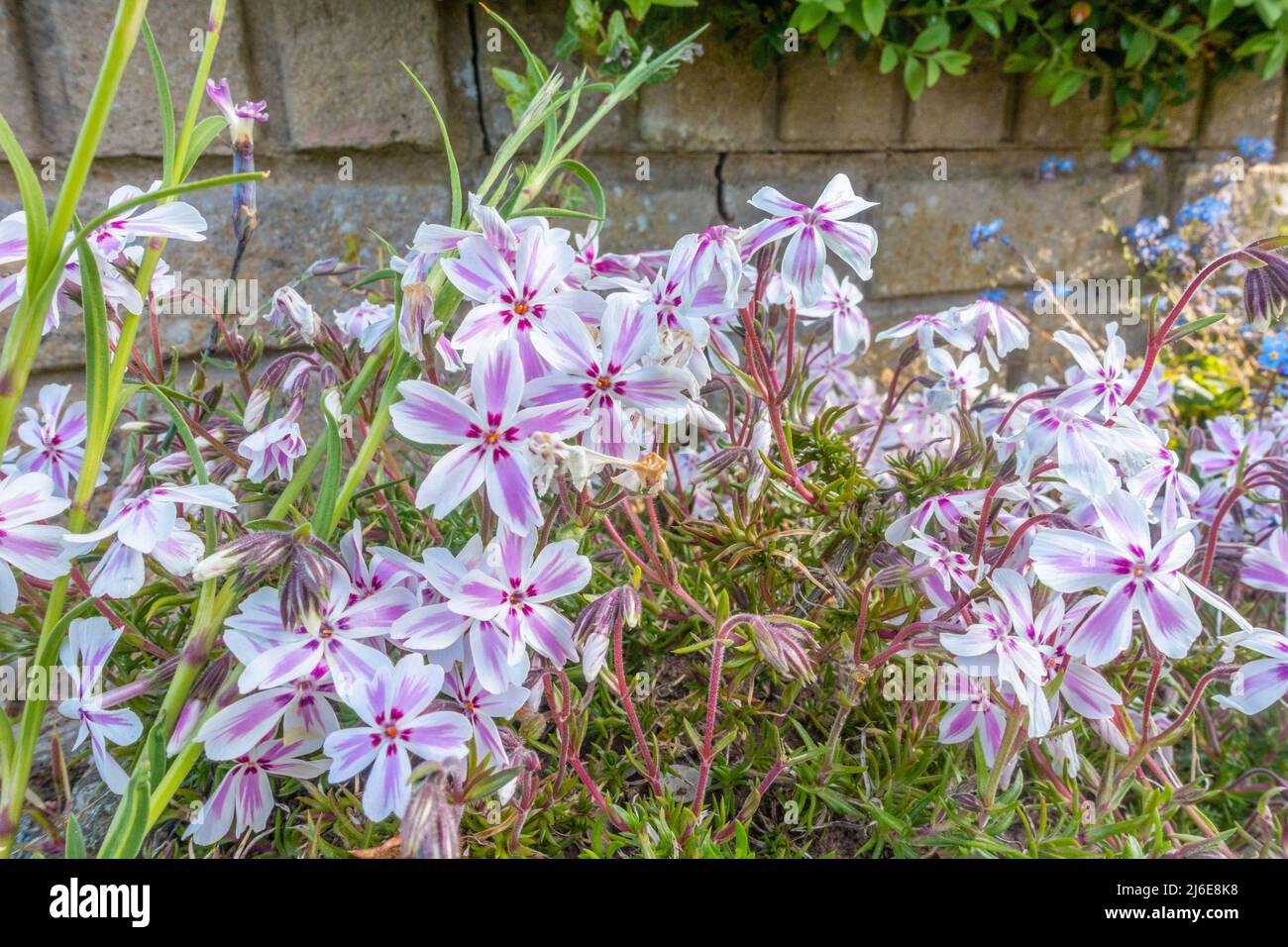 Moos phlox oder Phlox subulata L wächst in einem Garten und blüht mit weißen und rosa Blüten. Stockfoto