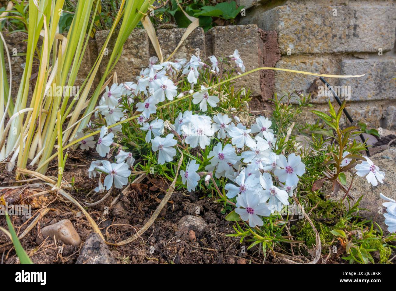 Moos phlox oder Phlox subulata L wächst in einem Garten und blüht mit weißen Blüten. Stockfoto