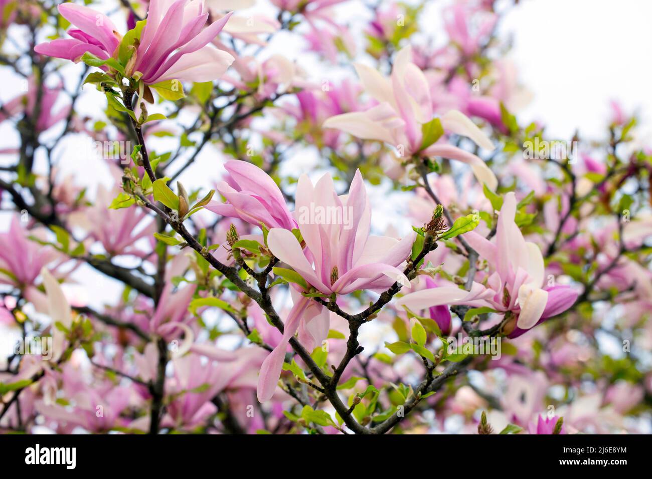 Blühende Magnolien, Berlin, Deutschland Stockfoto