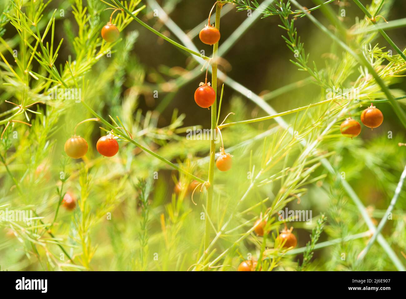 Spargelpflanze mit Beeren, die in der Natur wachsen Stockfoto