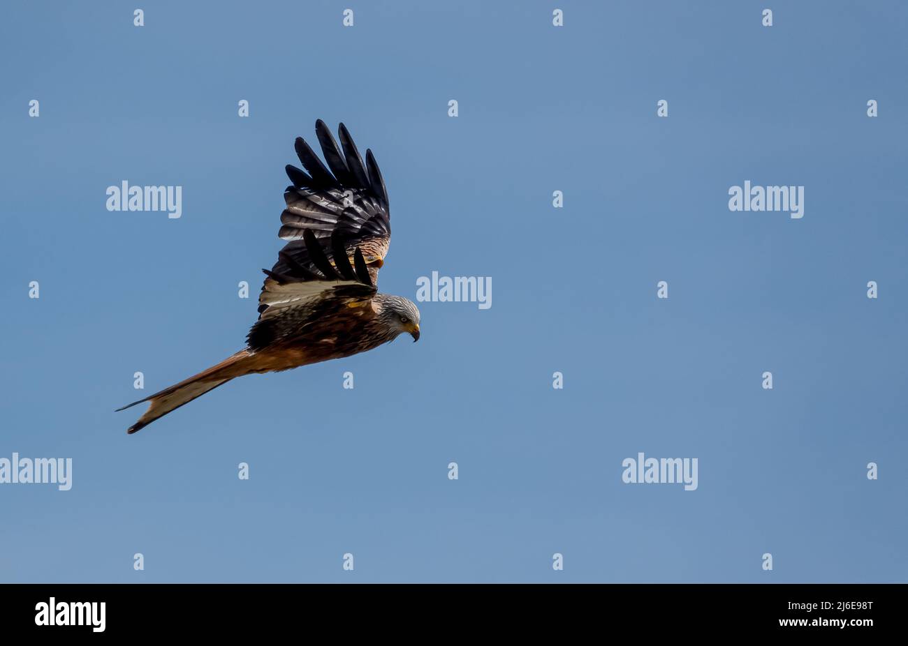 Ein wilder roter Drachen (Milvus milvus) auf der Jagd nach Beute Stockfoto