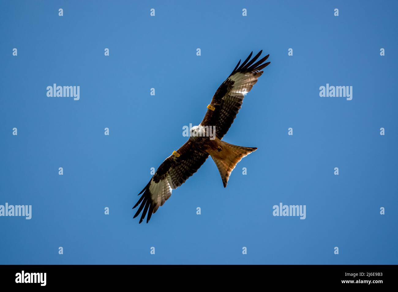 Ein wilder roter Drachen (Milvus milvus) auf der Jagd nach Beute Stockfoto