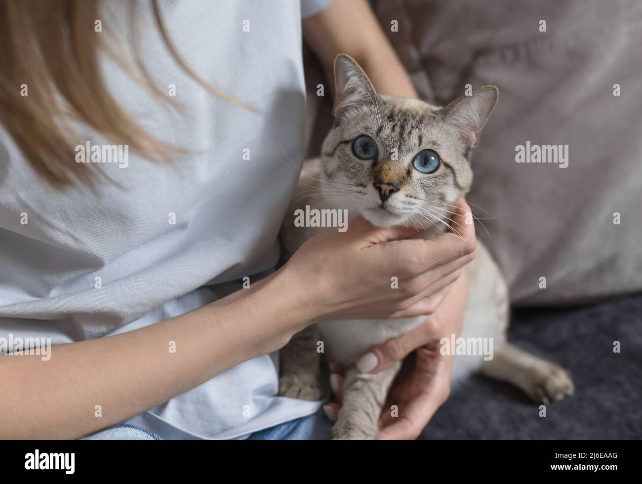 Frau, die zu Hause mit einer Katze auf dem Sofa sitzt Stockfoto