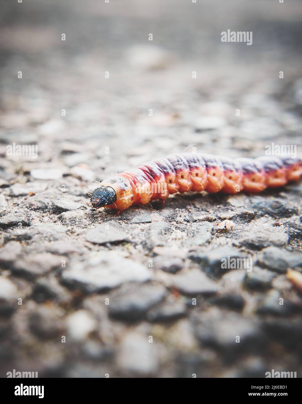 Eine Raupe findet ihren Weg. Hochwertige Fotos Stockfoto