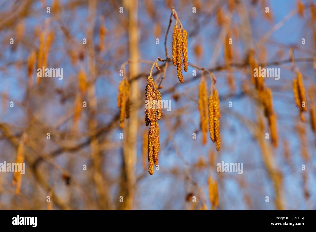 Erle. Männlicher Blütenstand auf blauem Himmel Hintergrund. Erlenzweig im frühen Frühjahr. Stockfoto