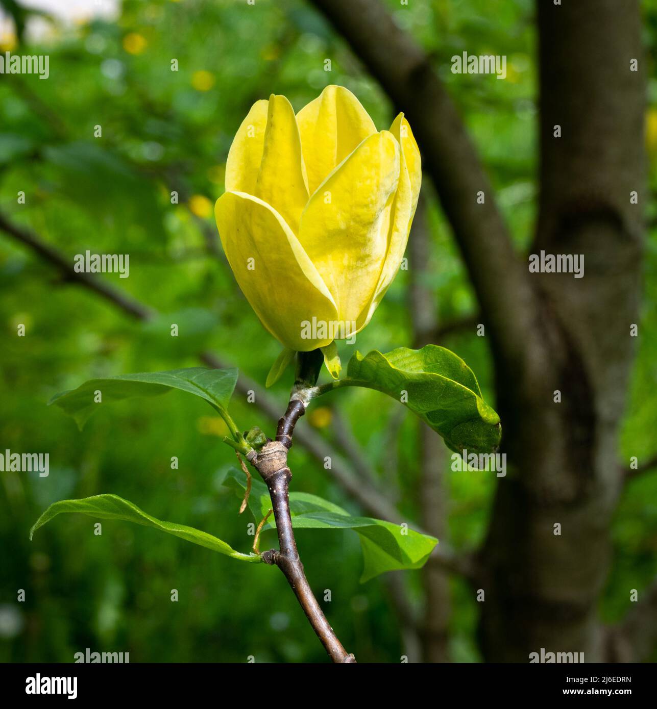 Magnolia Yellow Bird (Magnolia x brooklynensis). Baden Baden, Baden Württemberg, Deutschland Stockfoto