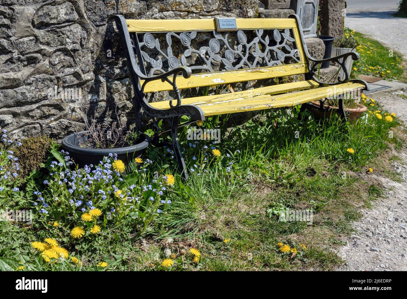 In Biggin, Peak District National Park, Derbyshire, England, wachsen neben einer Gedenkbank der Elendelions und Forget Me Nots Stockfoto