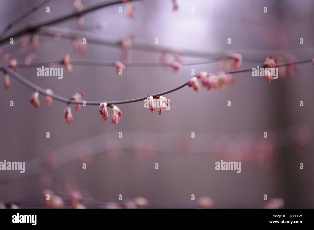 Cercidiphyllum magnificum, der großblättrige katsura oder der prächtige katsura-Baum. Erste Blätter und Knospen auf einem Zweig im frühen Frühjahr Stockfoto