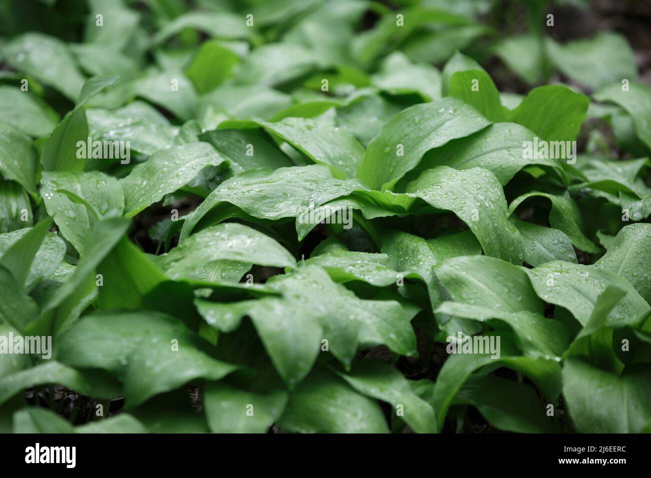 Allium ursinum. Grüne Blätter von Ramson. Bärlauch wächst im Wald Stockfoto