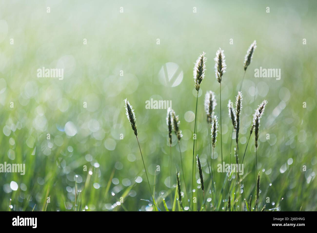 Tautropfen glitzern auf frischem, hellgrünem Gras auf einer Wiese und fangen das Sonnenaufgangslicht an einem schönen Frühlingsmorgen ein. Stockfoto
