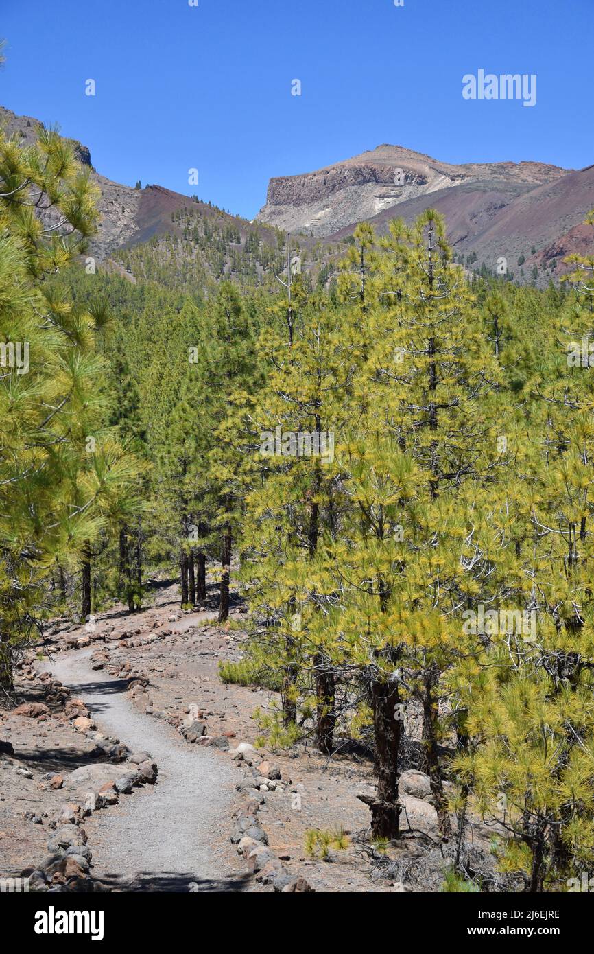 Idyllischer Weg in den Bergen bei Paisaje Lunar, Teide Nationalpark, Insel Teneriffa, Spanien Stockfoto