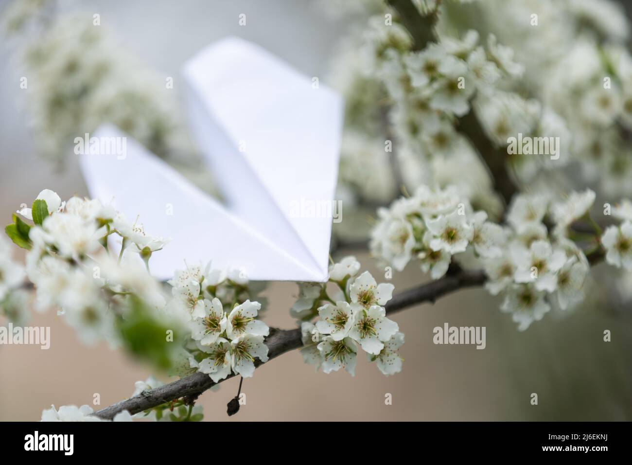 Pfirsichblüte auf weißem Hintergrund und Papierfläche Stockfoto
