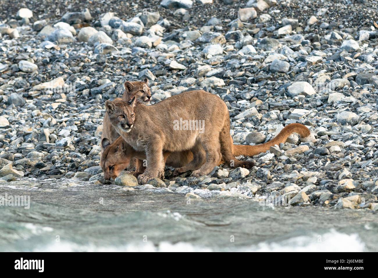 Eine Familie von Puma trinkt Wasser aus einem See in der Nähe von Torres del Paine, Chile Stockfoto
