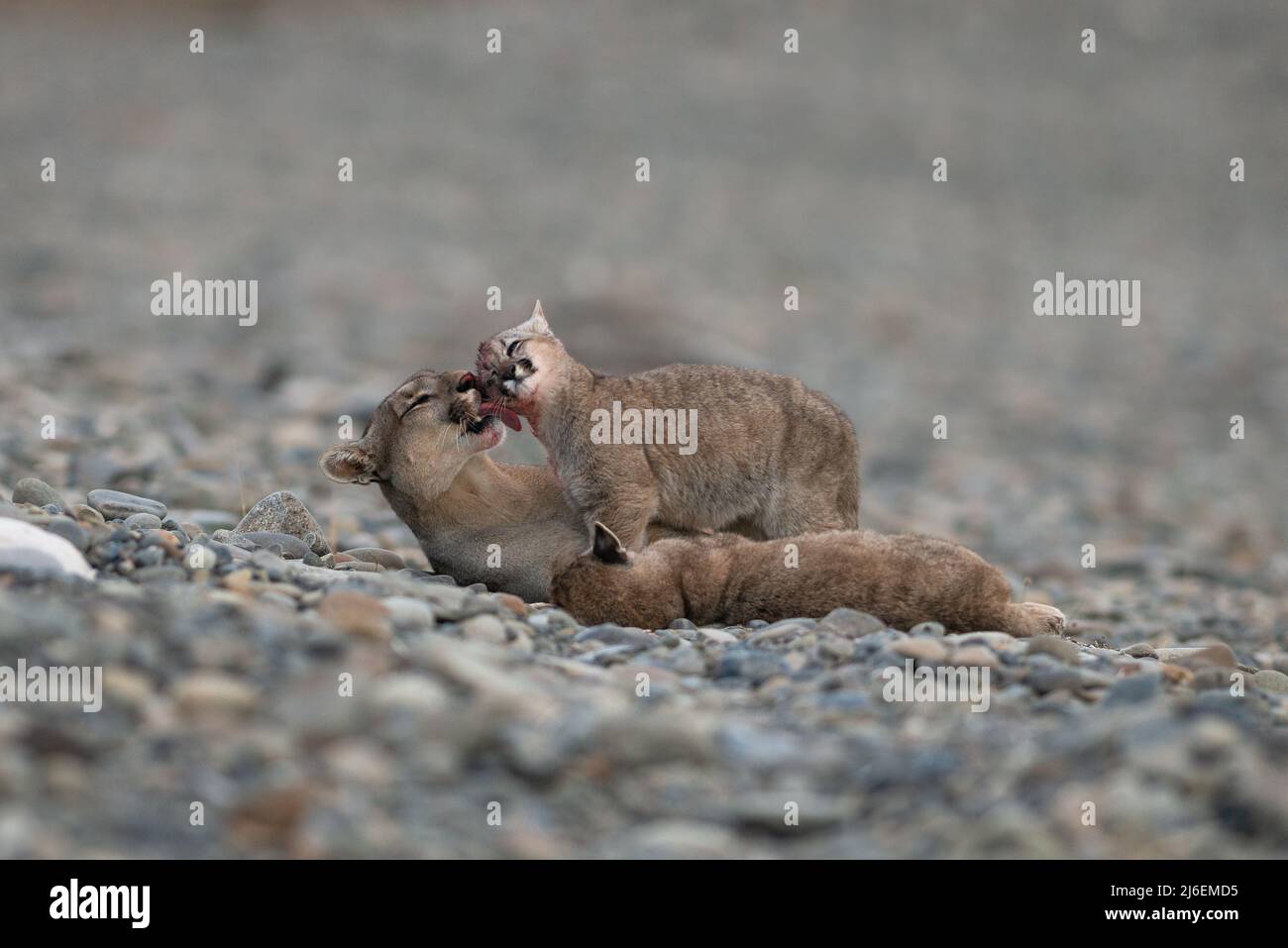 Ein Puma (Puma concolor) leckt seinem Jungen etwas Blut vom Gesicht Stockfoto