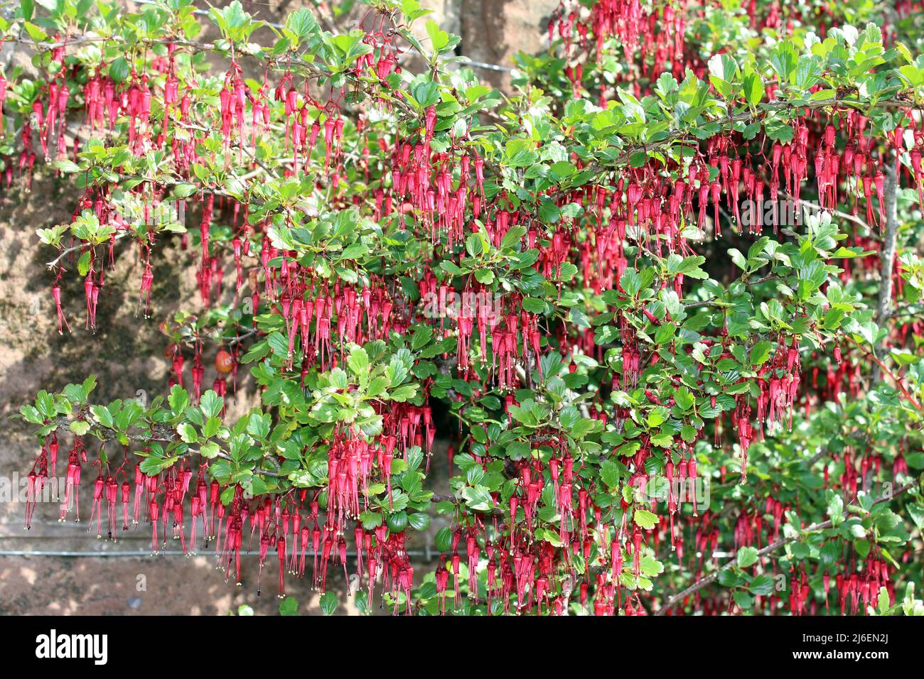 Kalifornische Fuschia, auch bekannt als Fuchsia-blühende Stachelbeere Ribes speciosum Stockfoto