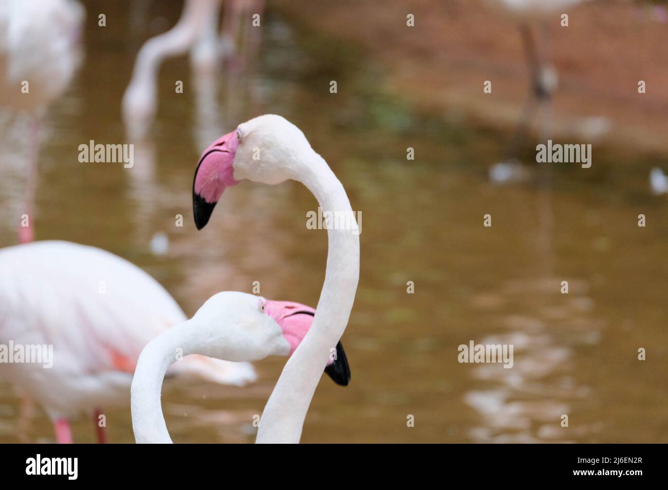 Herde von rosa Flamingos im Vogelpark in der Nähe von iguzu fällt brasilien Stockfoto