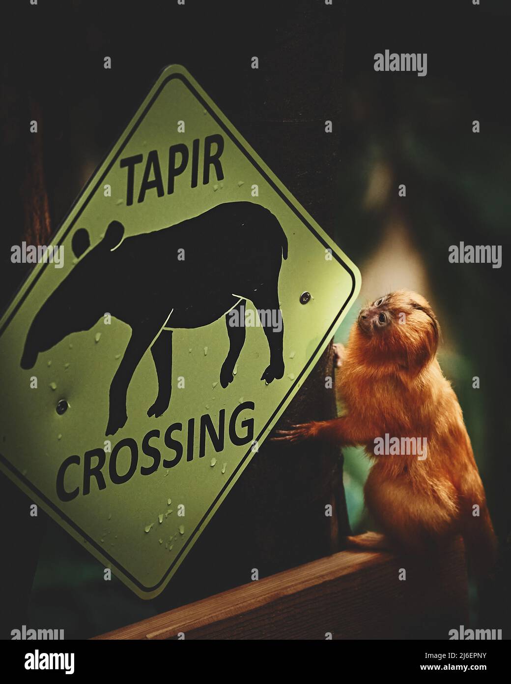 Niedliche und schöne Löwentarmarin in gutem Verhalten. Hochwertige Fotos Stockfoto