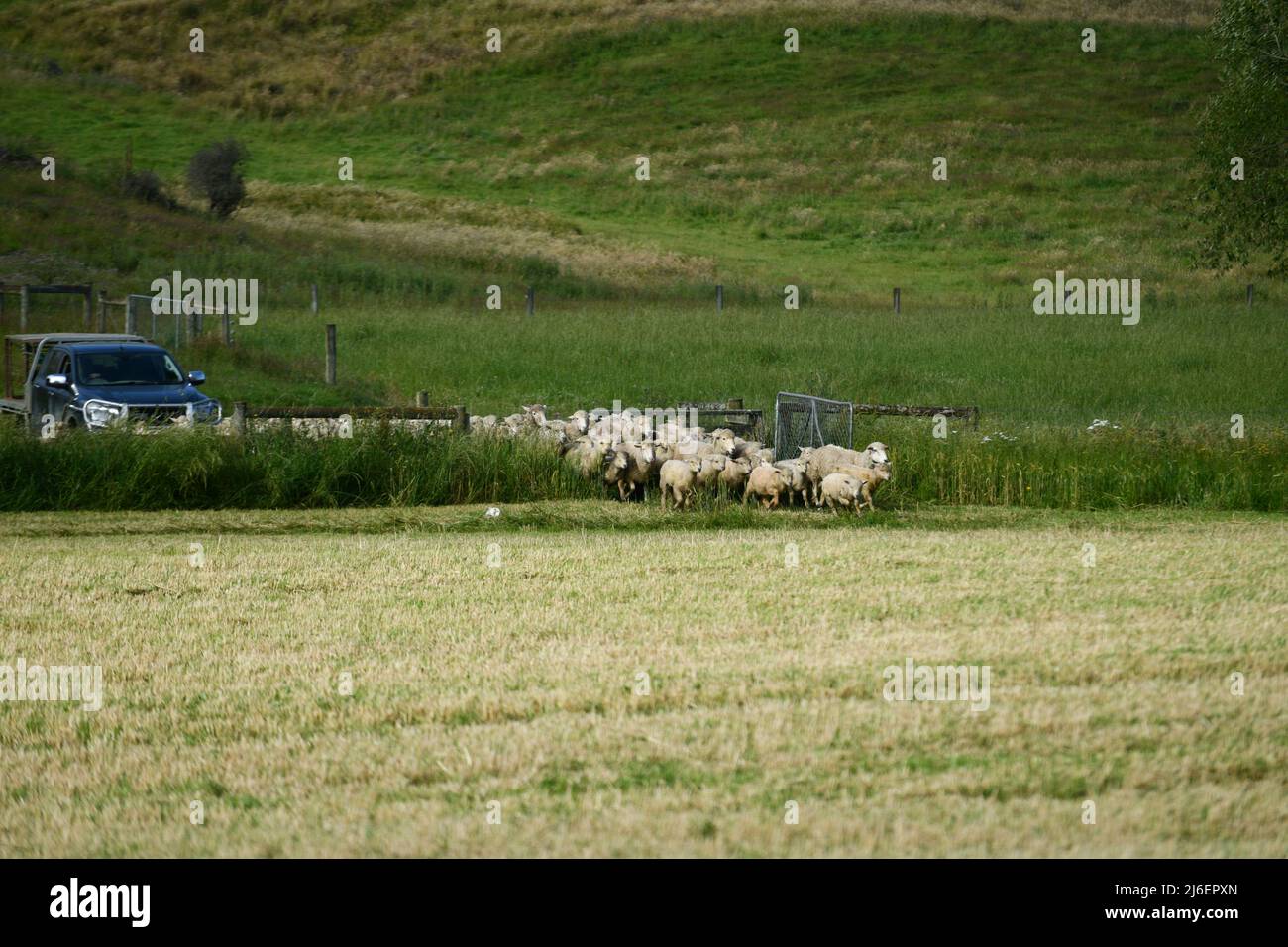 Ein Hirte bringt einen Mob Schafe in ein neues Fahrerlager in Springfield, Neuseeland Stockfoto