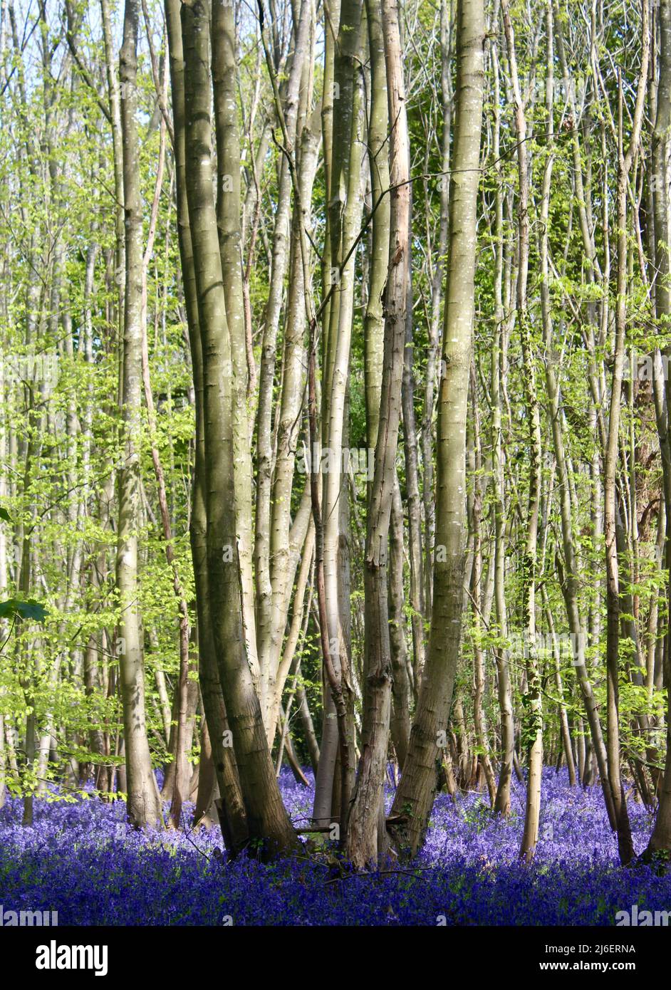 Bluebell Wood, West Stoke, West Sussex, England, Großbritannien Stockfoto