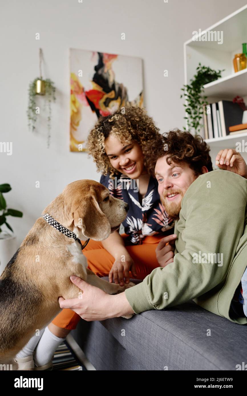 Lächelndes multiethnisches Paar, das sich zu Hause auf dem Sofa ausruht und mit seinem Hund kommuniziert und spielt Stockfoto