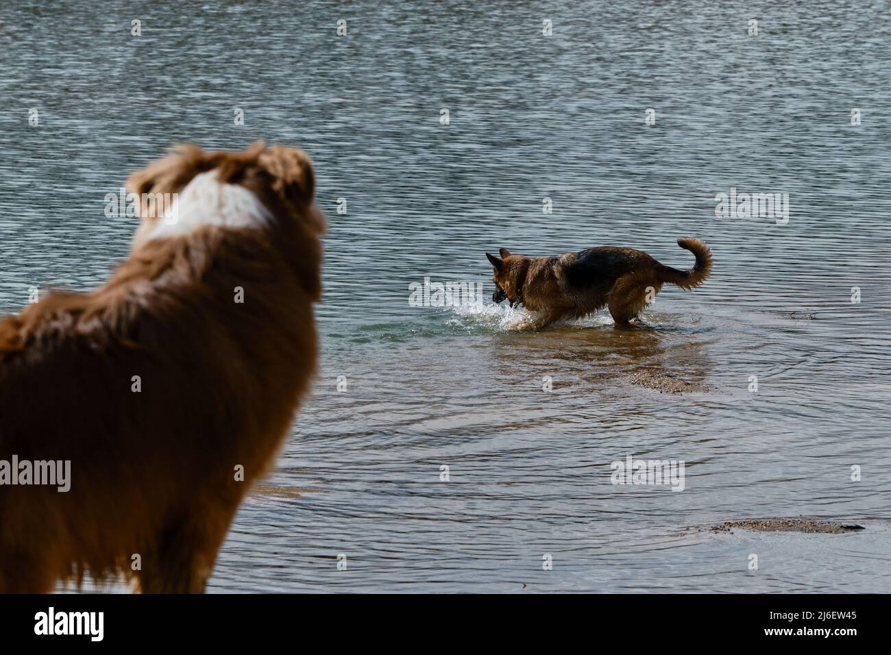 Ein Deutscher Schäferhund schwimmend im Fluss und das Spray fliegt in verschiedene Richtungen. Australian Shepherd Welpe beobachtet genau aus der Ferne. Auss Stockfoto