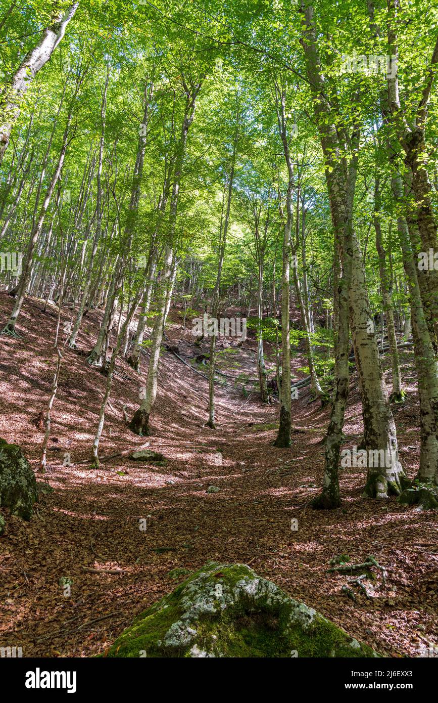 La Camosciara ist ein ausgedehntes Naturschutzgebiet mit Wanderwegen für erfahrene Wanderer und Anfänger, eindrucksvollen Aussichten und Wildtieren. Es ist ein integraler Bestandteil Stockfoto