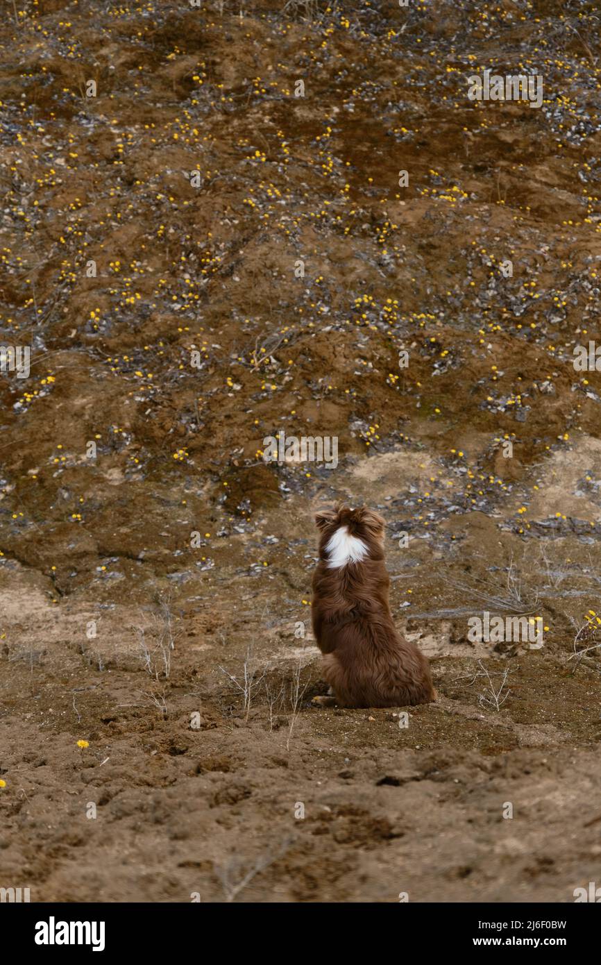 Australian Shepherd Welpe sitzt auf Sanddüne mit Lichtung von gelben Blumen und blickt in die Ferne, Rückansicht von hinten. Aussie Hund rot tricolor genießt vi Stockfoto