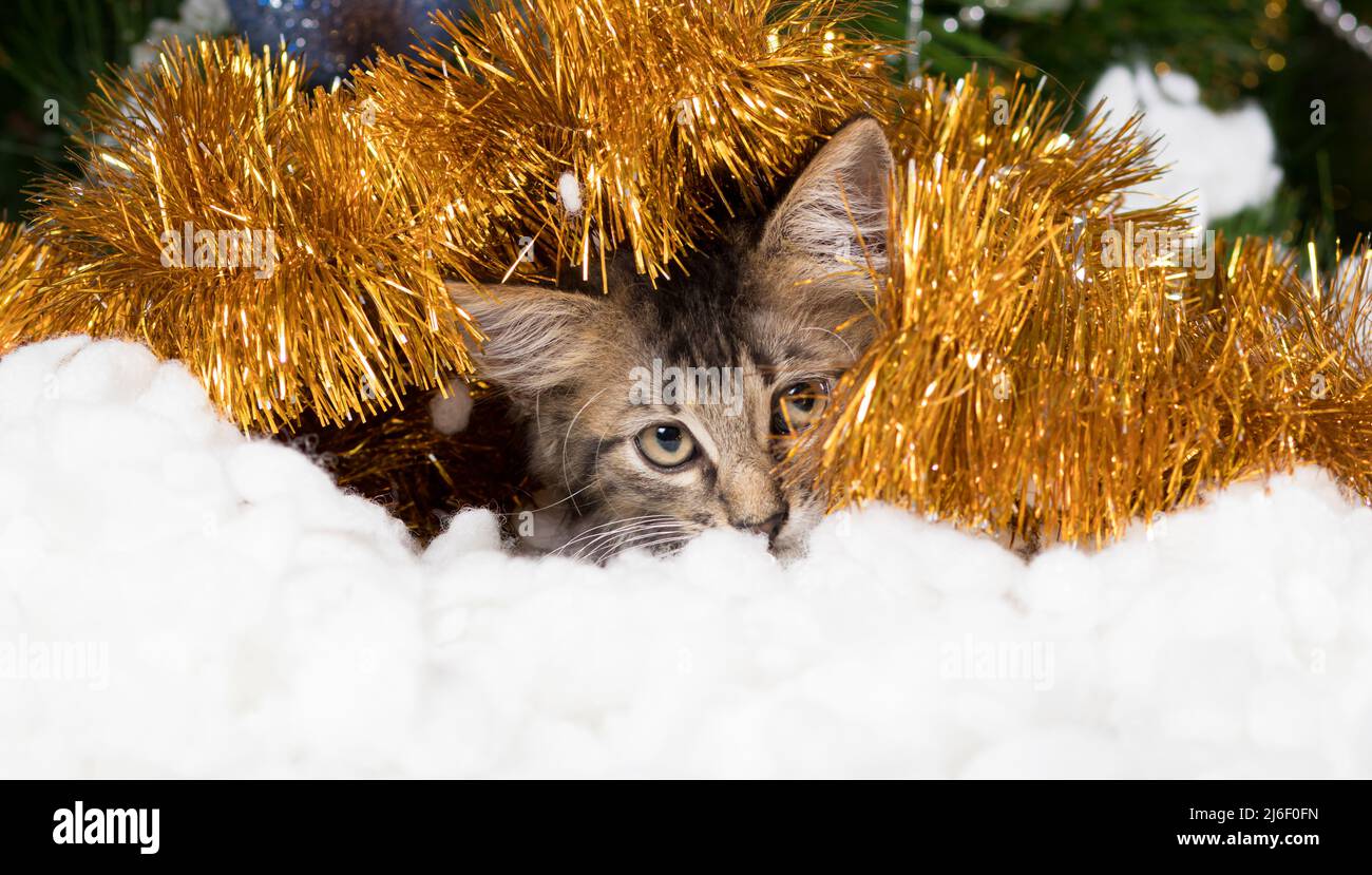 Neujahr Kat. Langes horizontales Banner kleines gestreiftes graues Kätzchen in weichem Schnee und Lametta schaut weg. Stockfoto