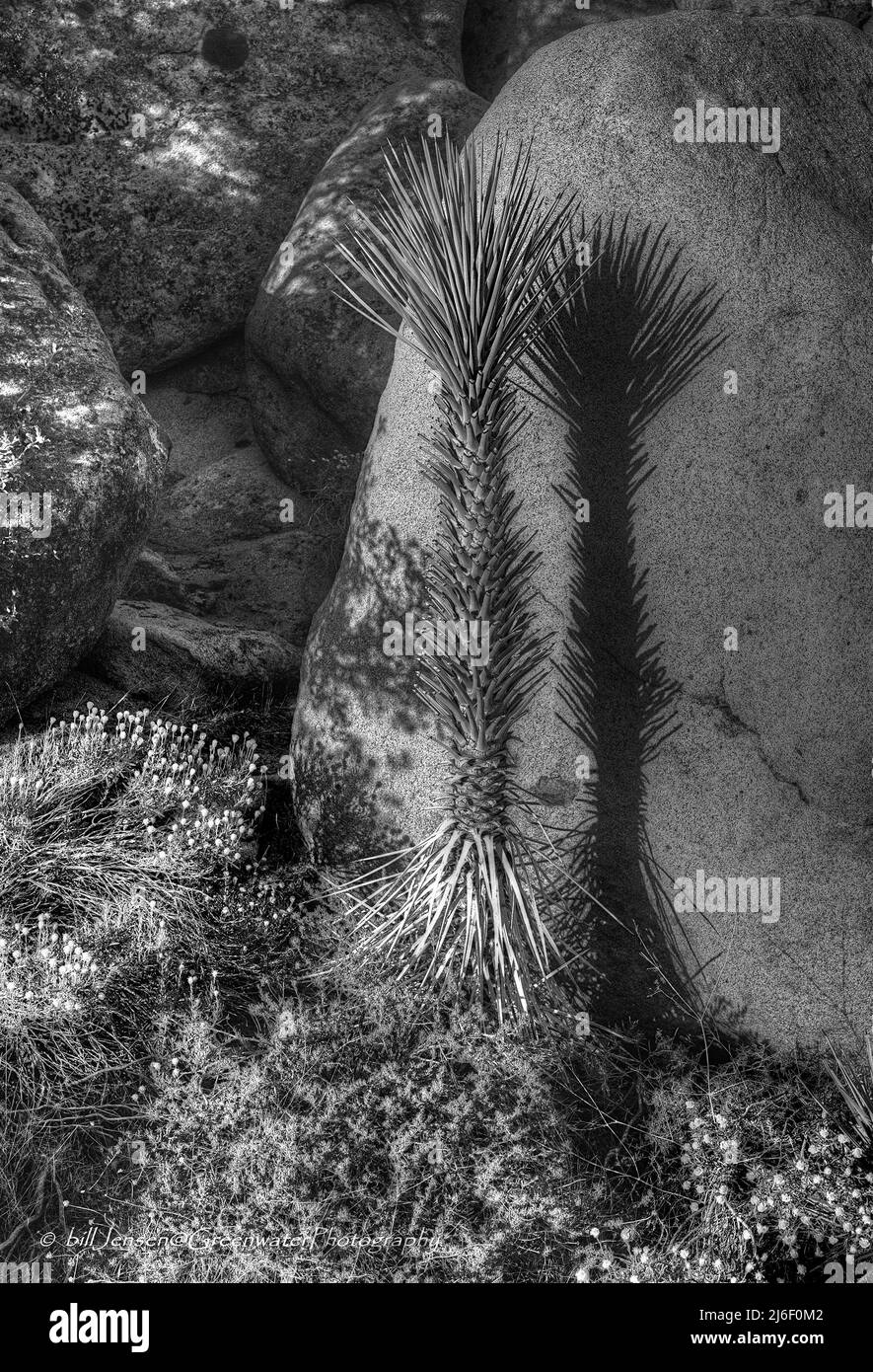 Joshua Tree Nationalpark Stockfoto
