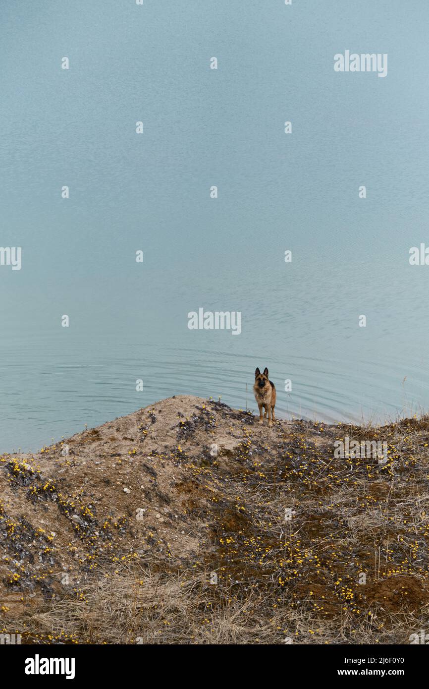 Reisen mit Vollblut-Hund in der Natur. Ein See und ein glücklicher Hund wollen spazieren gehen. Schöne Schäferhund steht am Rande der Klippe mit Lichtung von Yello Stockfoto