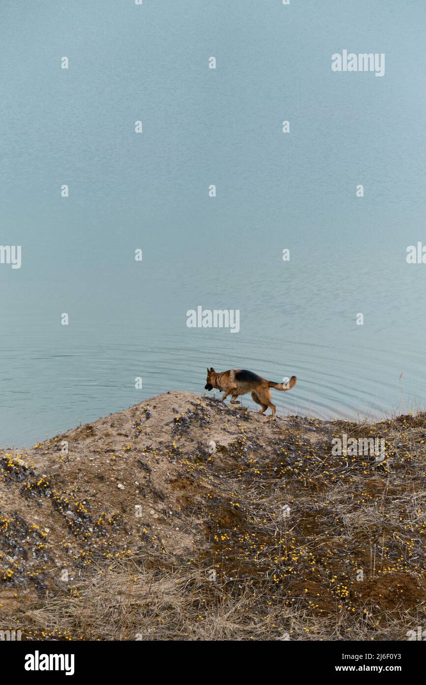 Schöne schwarz-rote Schäferhund Spaziergänge entlang Sandstrand mit Lichtung von gelben Blumen auf dem Hintergrund des blauen Flusses. Reisen mit Vollblut Stockfoto
