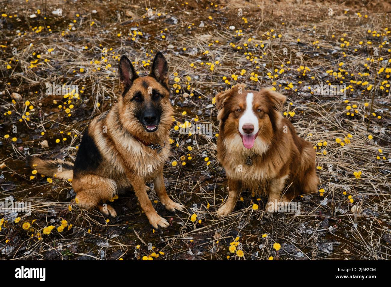 Hunde sind beste Freunde im Frühling Draufsicht. Aussie Welpe und Erwachsene Schäferhund sind unterwegs. Zwei deutsche und australische Schäferhunde sitzen zwischen gelben Stockfoto