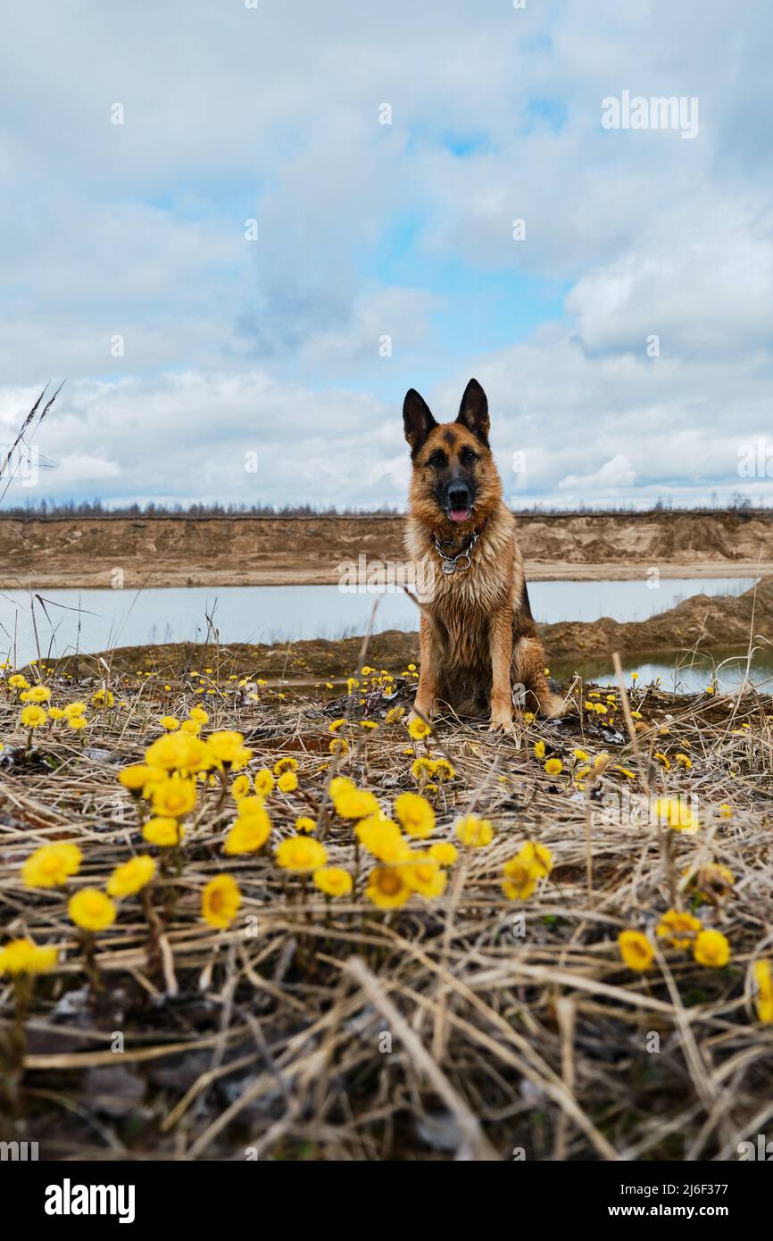 Schöne schwarz-rote Schäferhund sitzt zwischen Lichtung von gelben Primeln im Frühjahr. Reisen mit Vollblut-Hund in der Natur. Fluss- und Sanddüne Stockfoto