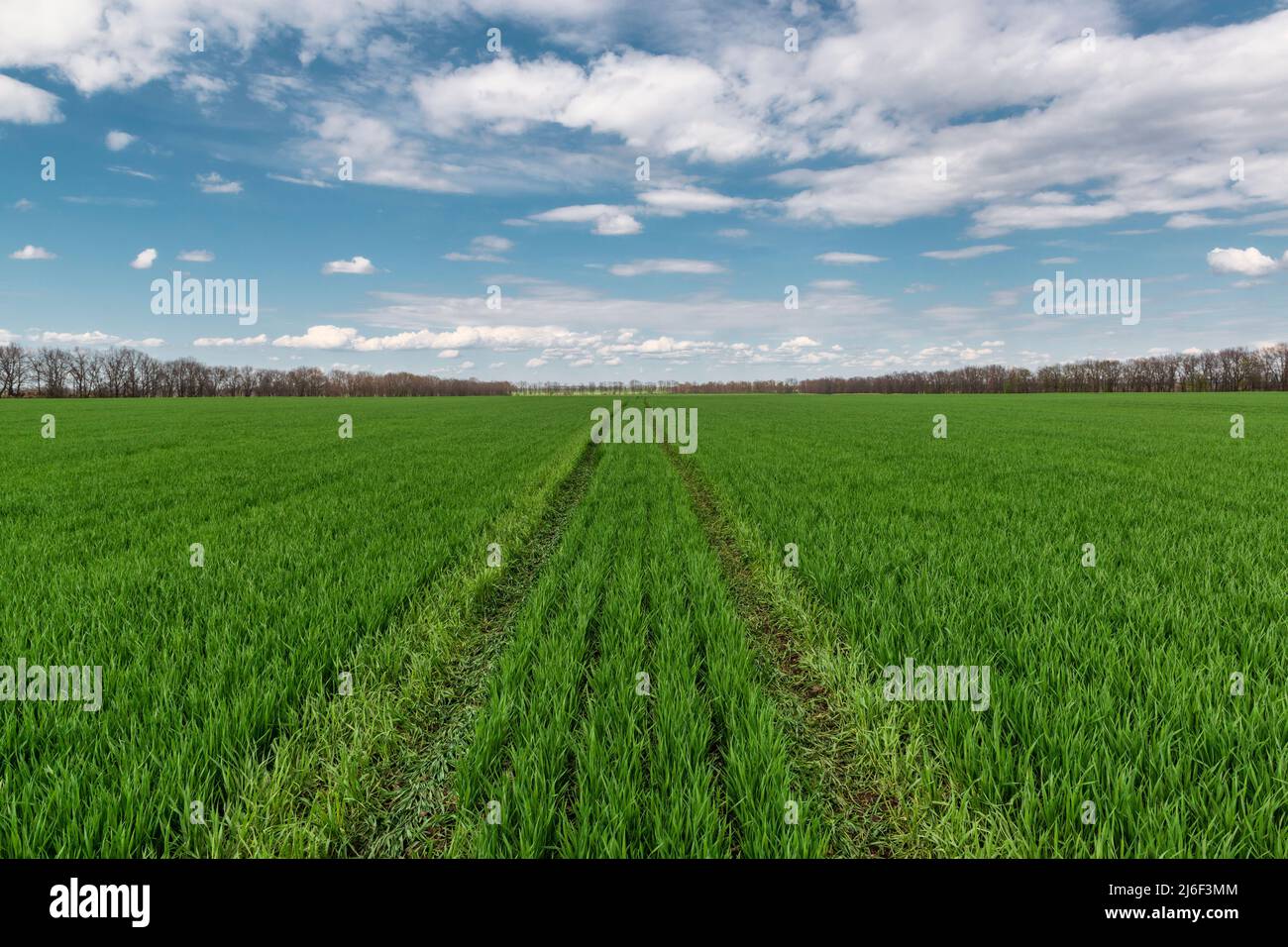 Gerade Straße auf dem Weizenfeld. Winterpflanzen Feld mit tiefblauem Himmel im Frühjahr. Stockfoto