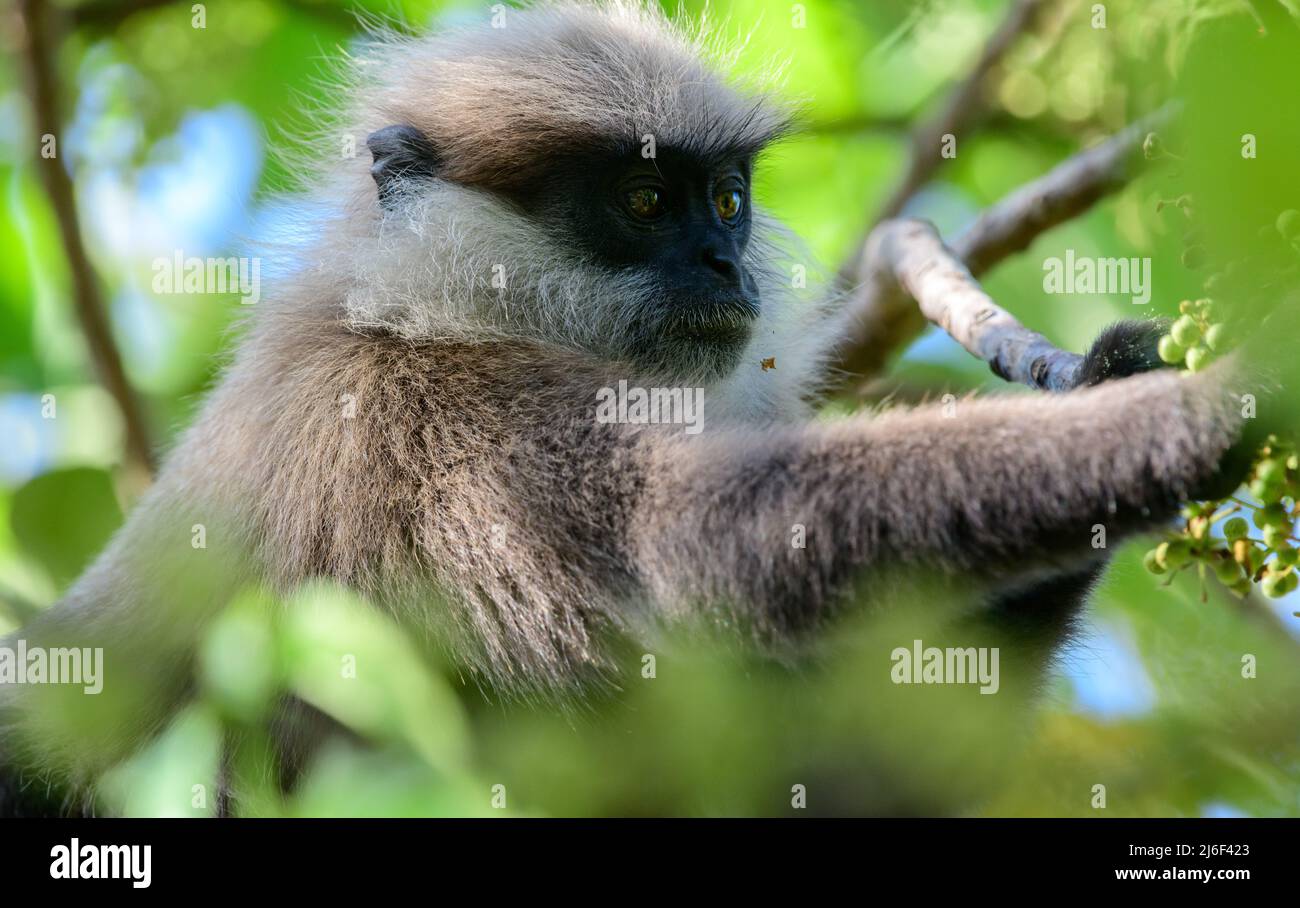 Lila-gesichtige Langur, die nach den wilden Früchten im Baum greift, Nahaufnahme. Stockfoto