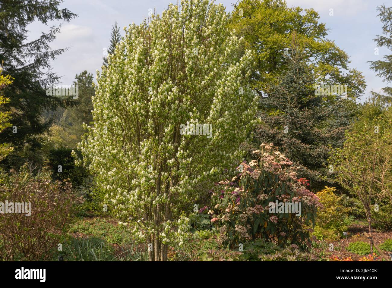 Im Wooland der Nadelbäume und Sträucher liegt der amelanchier alnifolia Obelisk, ein kleiner dezidoser Baum mit auffälligen weißen Blüten Stockfoto