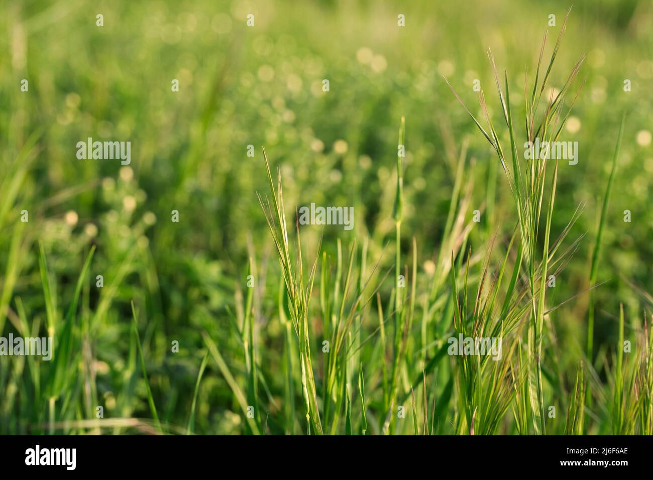 Frisches Hochfrühlingsgras Mit Verschwommenem Hintergrund Stockfoto