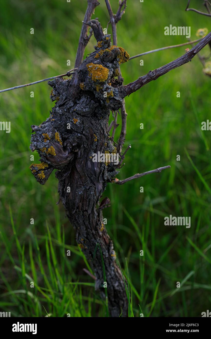 Nahaufnahme Des Stammes Der Alten Rebe Im Frühling Stockfoto