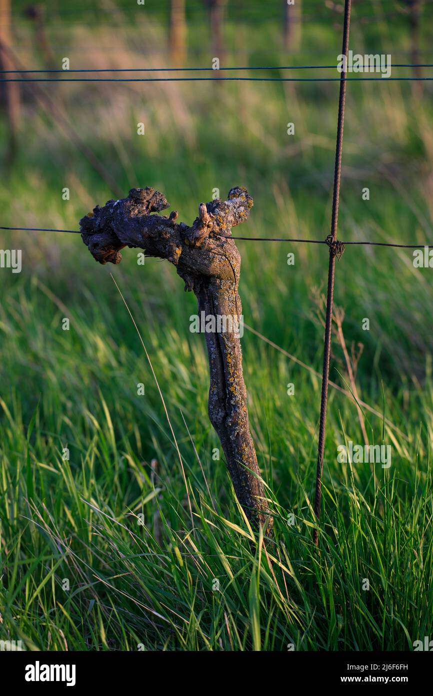 Nahaufnahme Des Stammes Der Alten Rebe Im Frühling Stockfoto