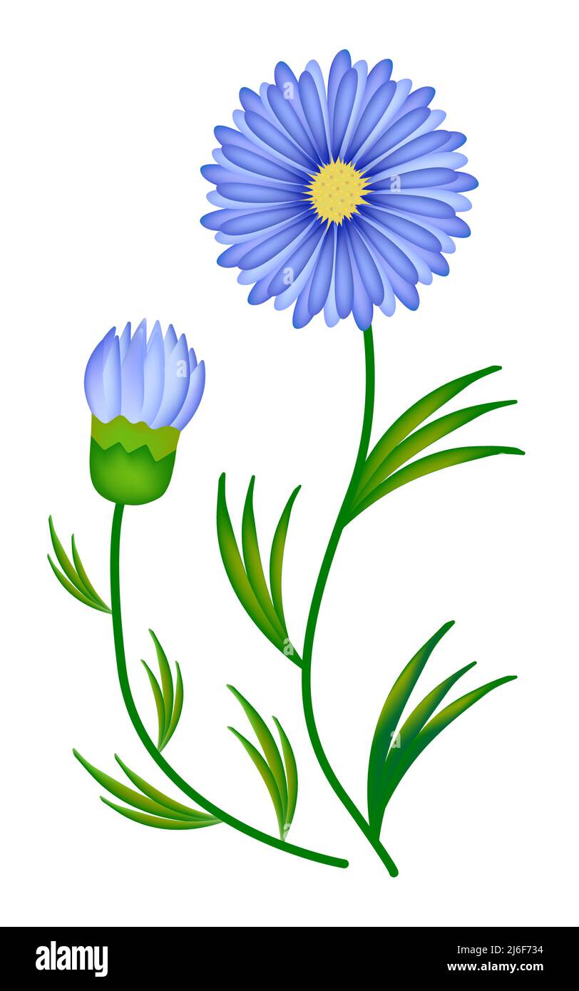 Aster mit Blättern, farbenfrohe Verlaufsdarstellung Stock Vektor