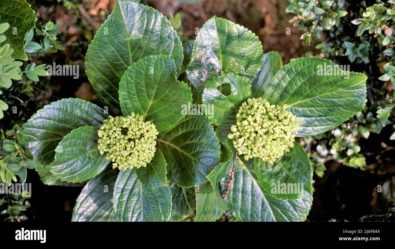 Schöne Nahaufnahme von Blumen der Hydrangea macrophylla mit natürlichem grünem Hintergrund. Stockfoto