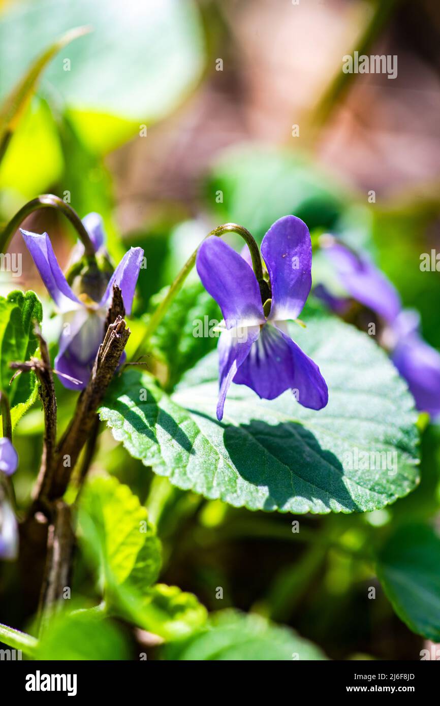 Viola odorata - Süße Violett, Englisch Violett, Violett, oder den Garten Violett Stockfoto