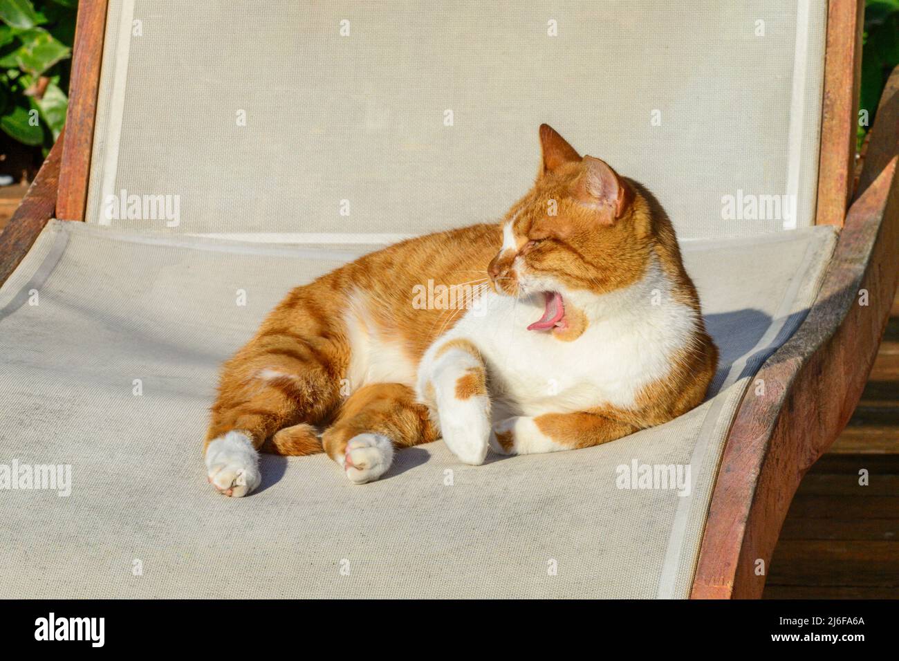 Katze genießt die morgendliche Ruhe auf einem Liegestuhl am Pool Stockfoto