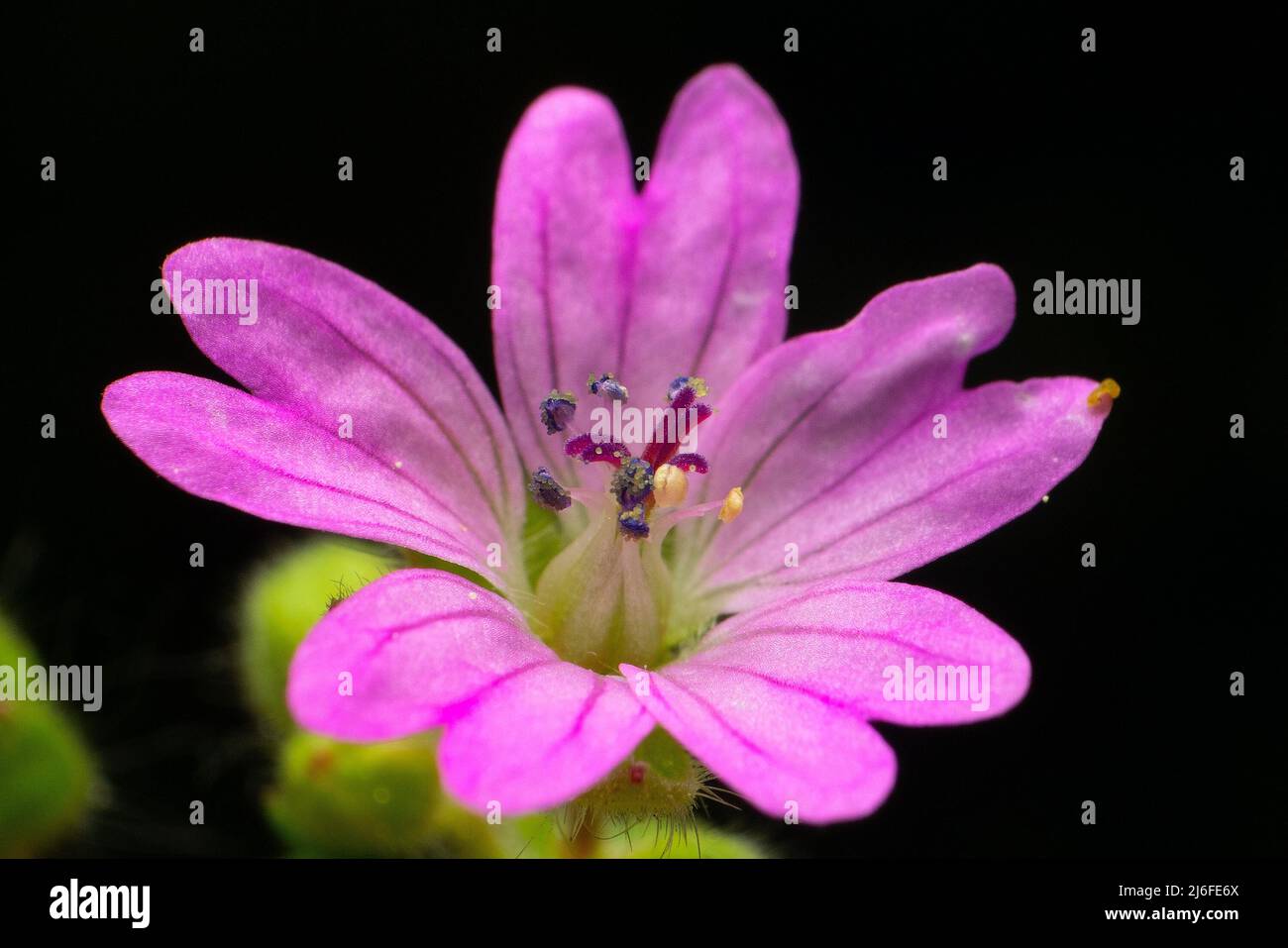 geranium molle Stockfoto