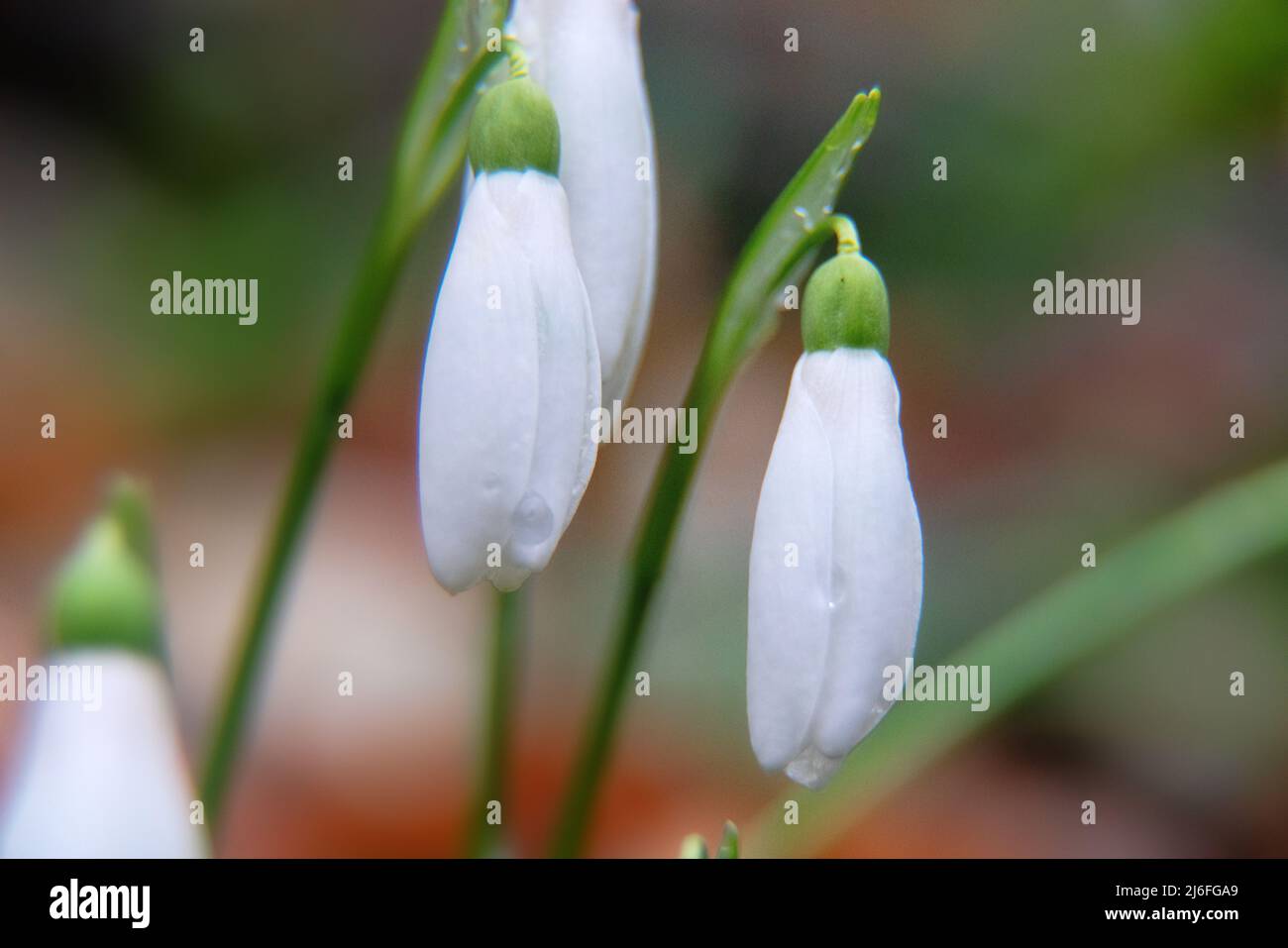 Schneeglöckchen nach Frühlingsregen (Tropfen auf tropfenförmigen Blüten). Makrofotografie Stockfoto