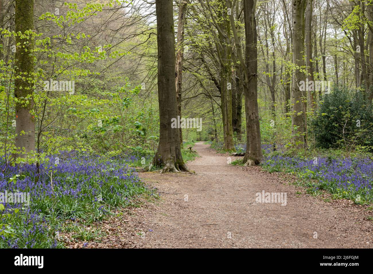 Pfad durch den Frühling Bluebells in West Woods Bluebell Wood, in der Nähe von Marlborough, Wiltshire, England, Großbritannien Stockfoto