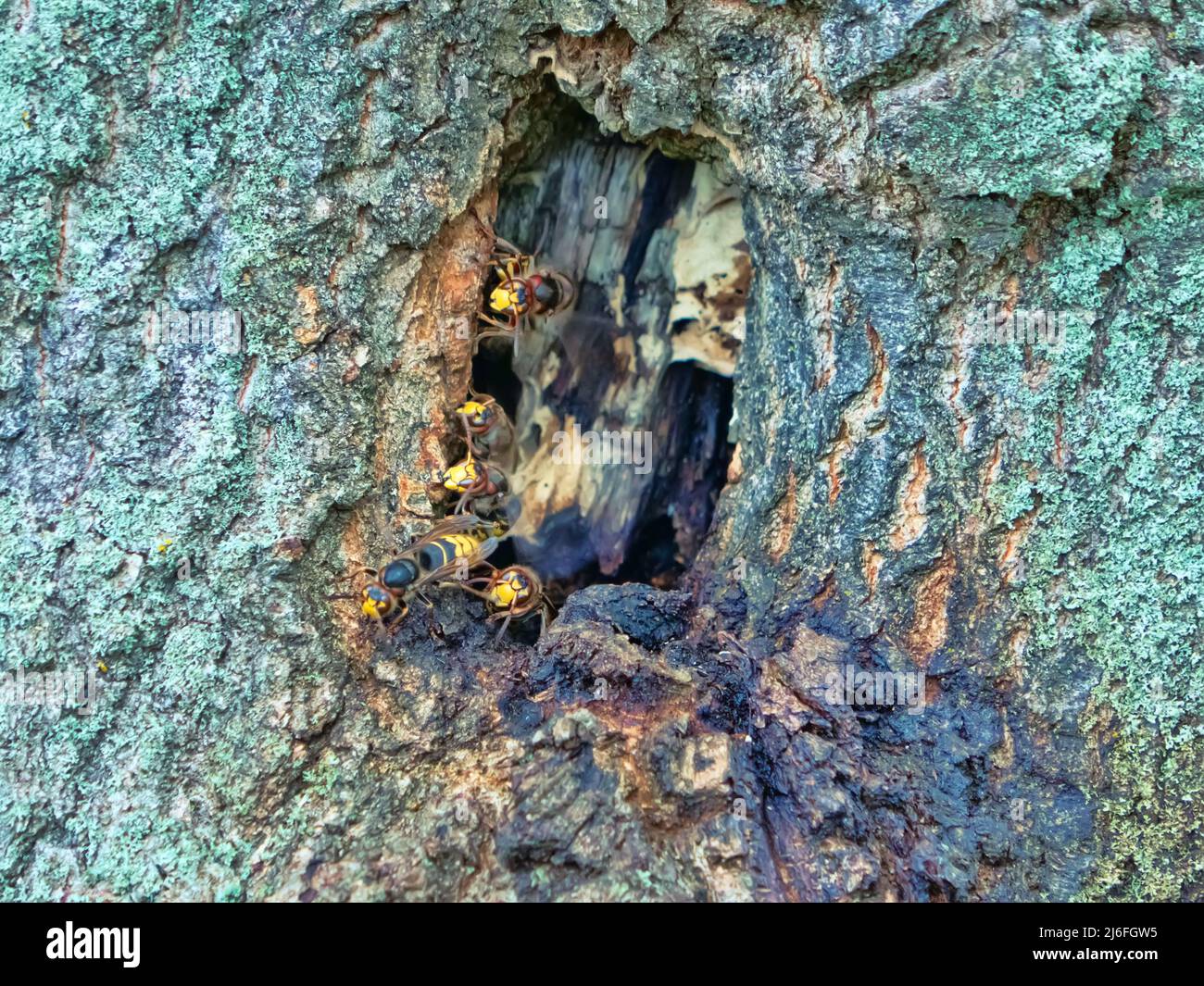 Das Nest der Vespiarhorne in der Mulde einer Eiche. Riesige Hornisse (Vespa crabro) in Nordeuropa. Nestsicherheit am Eingang Stockfoto