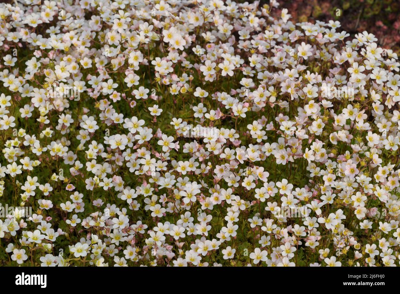 Saxifraga Rosacea Saxifragaceae Stockfoto